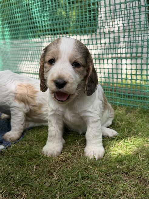 Cocker Spaniel Angielski