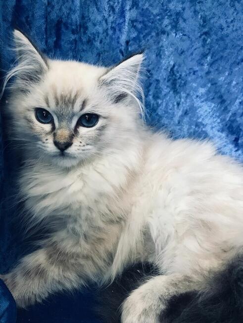 Rodowodowe kocięta Ragdoll