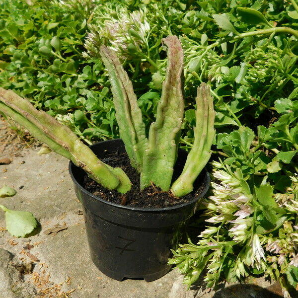 Sukulent Stapelia grandiflora włochate kwiaty