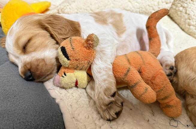 Cocker Spaniel Angielski