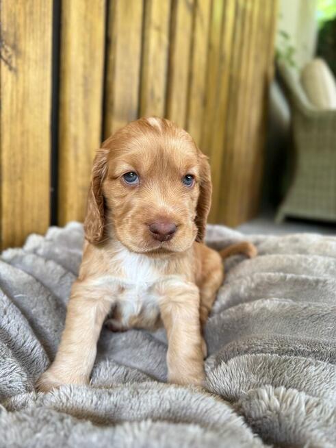 Cocker Spaniel Angielski