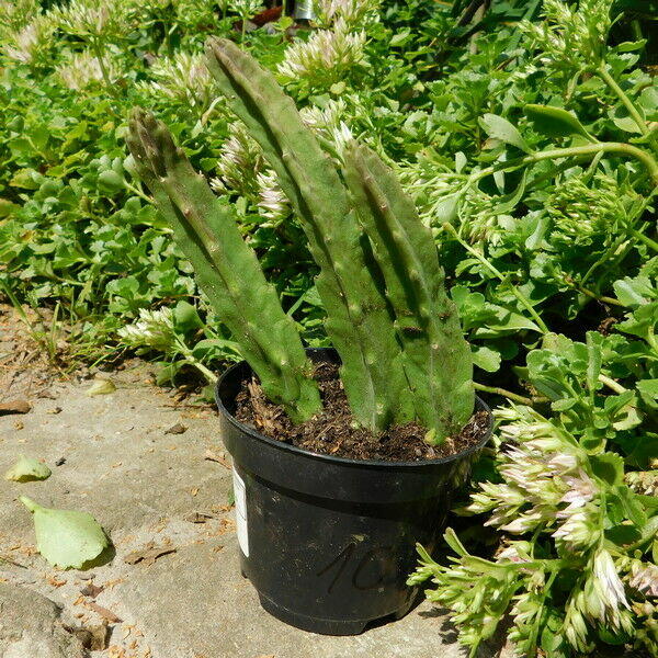 Sukulent Stapelia grandiflora włochate kwiaty