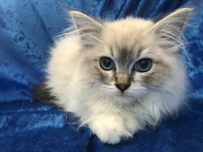 Rodowodowe kocięta Ragdoll