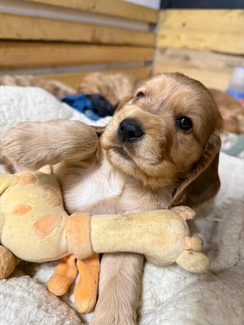 Cocker Spaniel Angielski