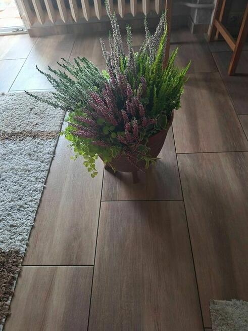 OKAZJA Wrzos w doniczce na balkon, taras, cmentarz