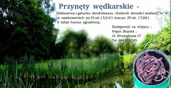 Żywe przynęty wędkarskie - sprzedam