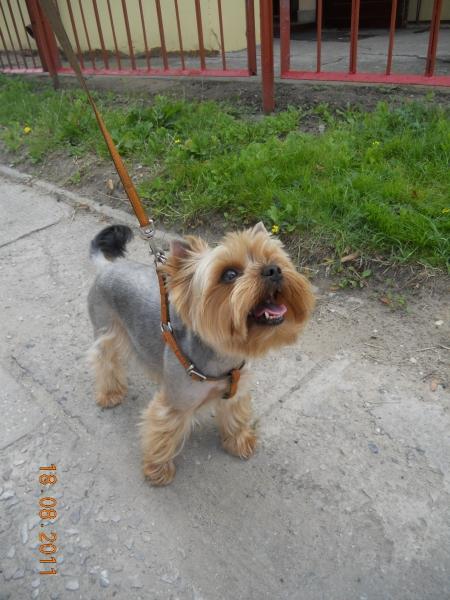 Psi fryzjer, Sklep Wędkarski, Zoologiczny PLUTO Radom