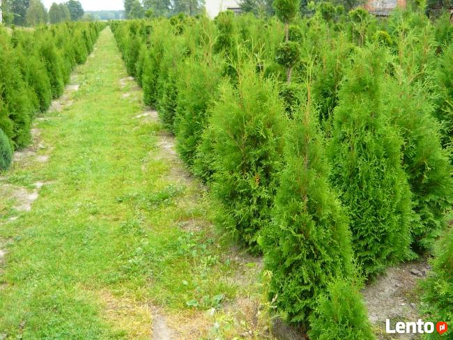 TUJE tuje smaragd żywopłotowe bukszpan cisy cyprysy jałowce