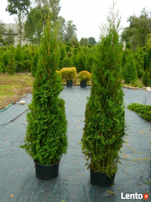 TUJE tuje smaragd żywopłotowe bukszpan cisy cyprysy jałowce