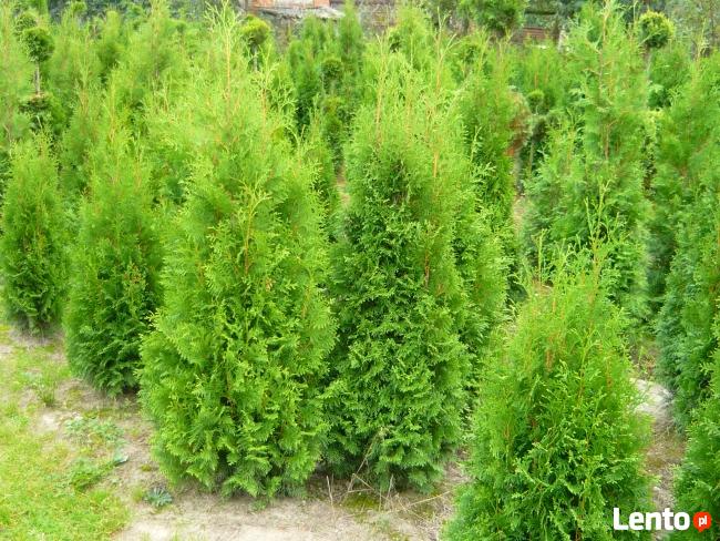 TUJE tuje smaragd żywopłotowe bukszpan cisy cyprysy jałowce