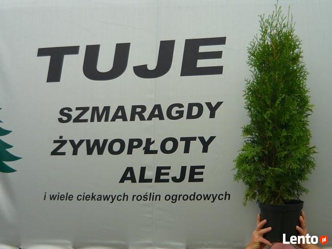 TUJE tuje smaragd żywopłotowe bukszpan cisy cyprysy jałowce