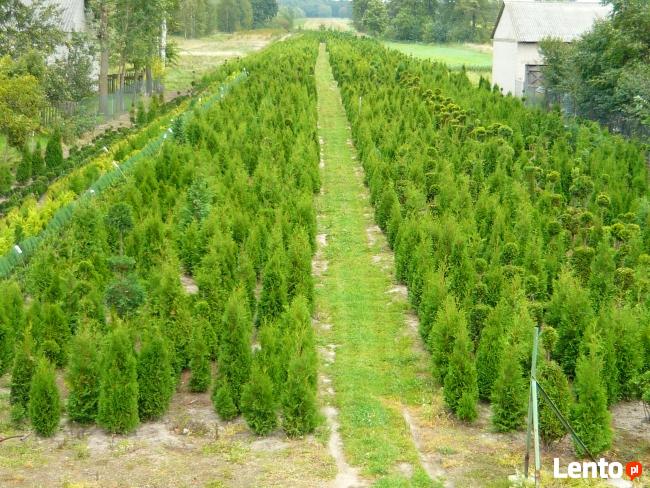 TUJE tuje smaragd żywopłotowe bukszpan cisy cyprysy jałowce
