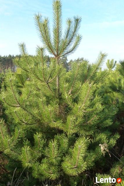 choinki sosna czarna lub do nasadzeń