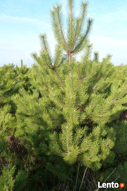 choinki sosna czarna lub do nasadzeń
