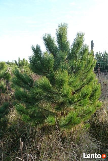choinki sosna czarna lub do nasadzeń