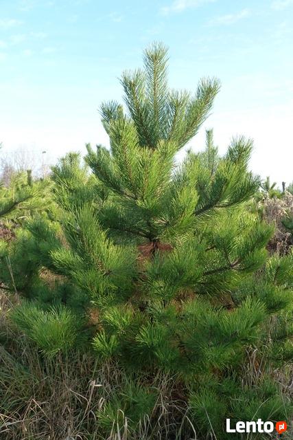 choinki sosna czarna lub do nasadzeń