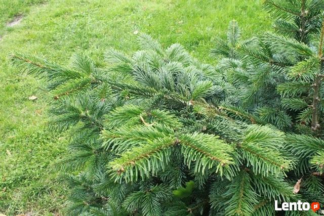 Stroisz świąteczny