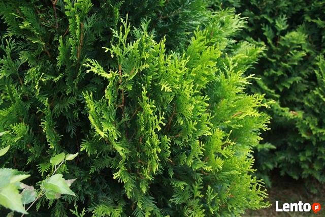 Stroisz świąteczny