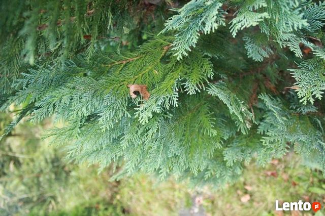 Stroisz świąteczny