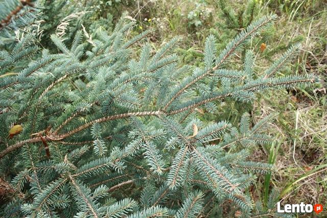 Stroisz świąteczny