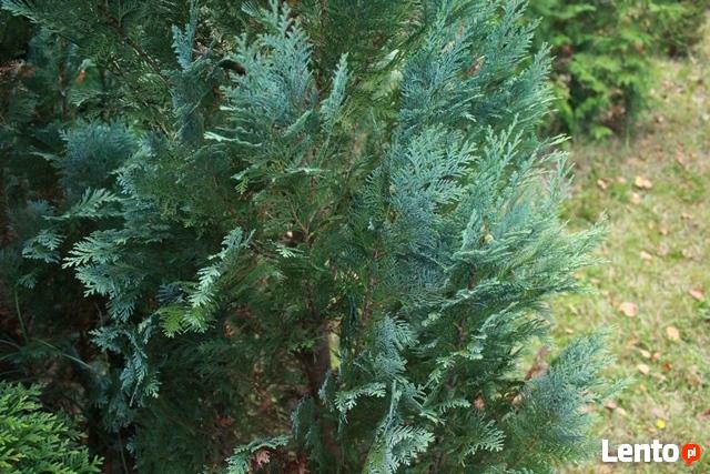 Stroisz świąteczny