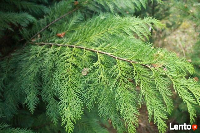 Stroisz świąteczny