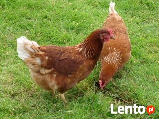 Młode kury nioski sprzedam-dowóz cały kraj GRATIS