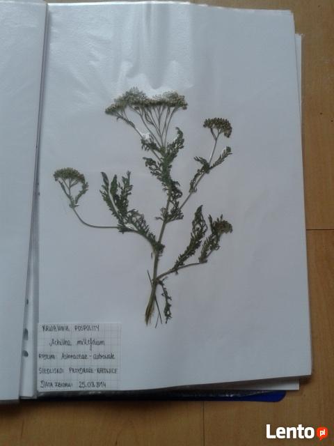 TANIO! Zielnik 30 roślin - starannie wykonany