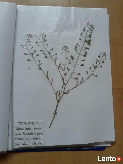 TANIO! Zielnik 30 roślin - starannie wykonany