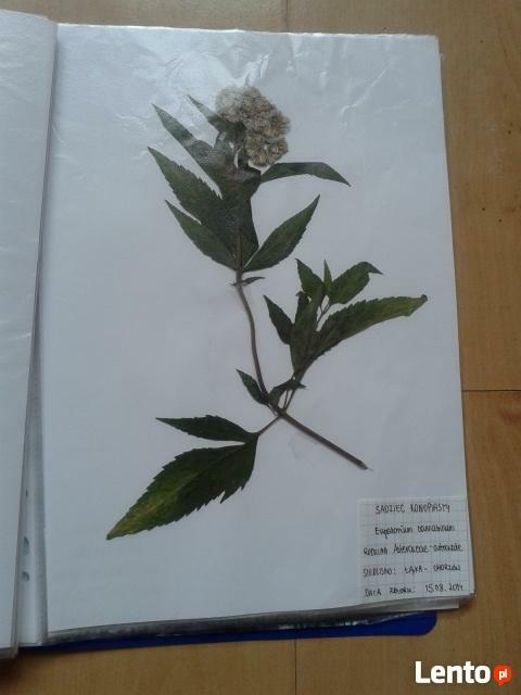 TANIO! Zielnik 30 roślin - starannie wykonany