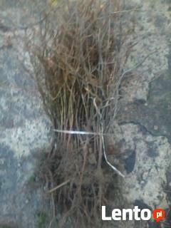 Sadzonki Graba Buka Świerka