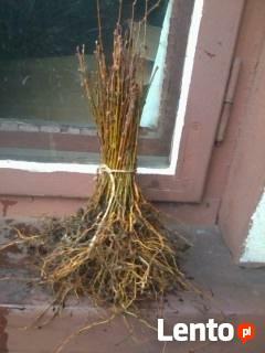 Sadzonki Graba Buka Świerka