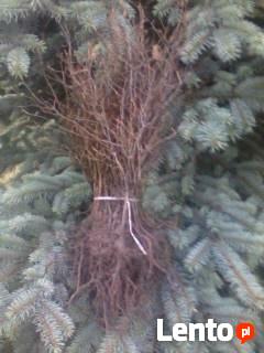 Sadzonki Graba Buka Świerka