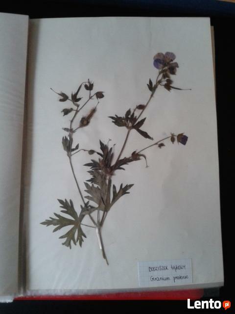 starannie wykonany Zielnik składający się z 30 roślin