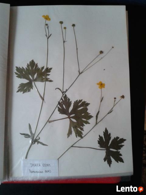 starannie wykonany Zielnik składający się z 30 roślin