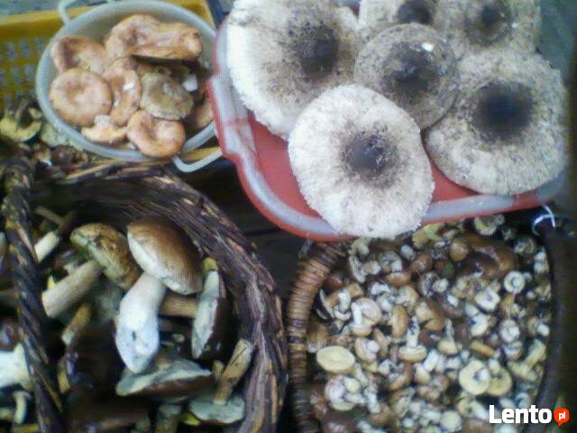 Piekne siedlisko w Gorach Swietokryskich-Zamienię-