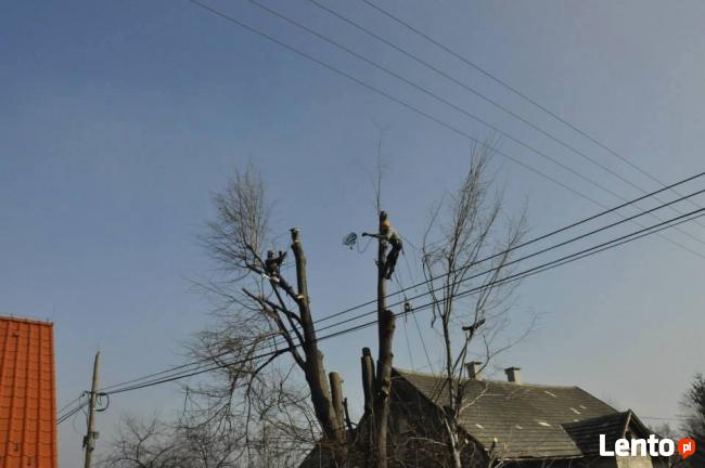 Wycinka Drzew