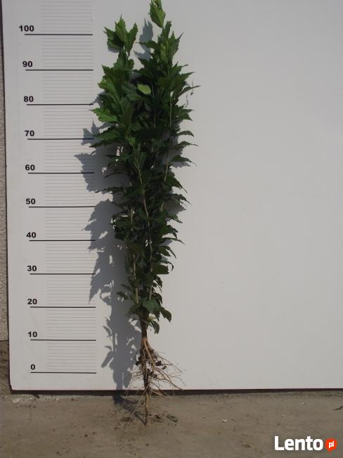 sadzonki podkładki do szczepien klon jarzebina akacja wiaz i