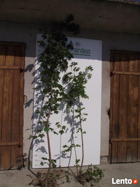 sadzonki podkładki do szczepien klon jarzebina akacja wiaz i