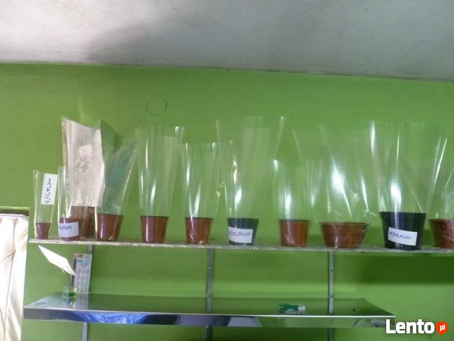 opakowania foliowe .rożki na kwiaty foliowe