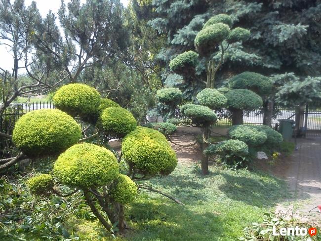 Usługi ogrodnicze Trawniki- Oczka Wodne -zakładanie ogrodów