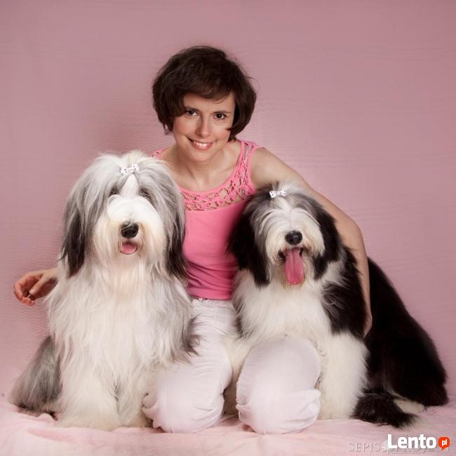 Shaggy Dog Fryzjer Hotel Sklep Dla Psów I Kotów Luboń