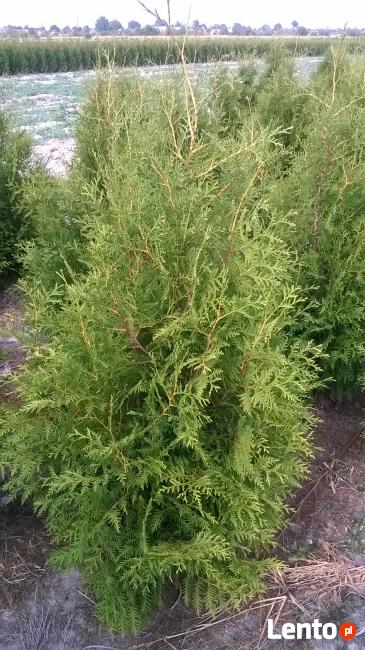 THUJA TUJA BRABANT 160-180 cm. 24zł/szt PROMOCJA