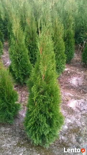Thuja Tuja SMARAGD 180 + cm. 50zł/szt NAJTANIEJ PROMOCJA