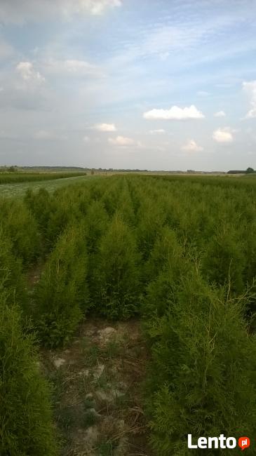 THUJA TUJA BRABANT 160-180 cm. 24zł/szt PROMOCJA