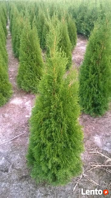 Thuja Tuja SMARAGD 130-140 cm. 25zł/szt NAJTANIEJ PROMOCJA