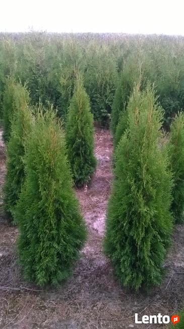 Thuja Tuja SMARAGD 130-140 cm. 25zł/szt NAJTANIEJ PROMOCJA