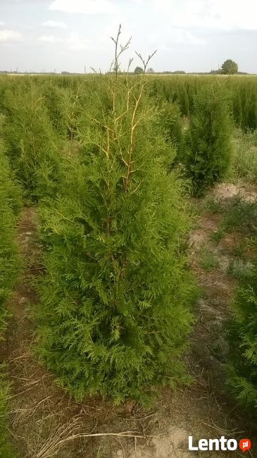 Thuja Tuja BRABANT wys.140-160cm. 20zł/szt NAJTANIEJ PROM