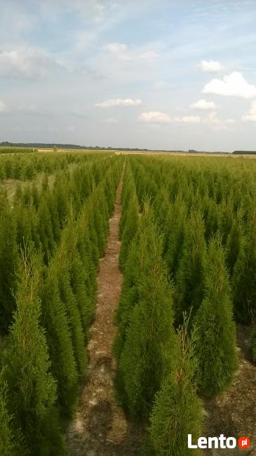 Thuja Tuja SMARAGD 180 + cm. 50zł/szt NAJTANIEJ PROMOCJA