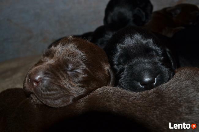 Labrador retriever po InterChampionie FCI